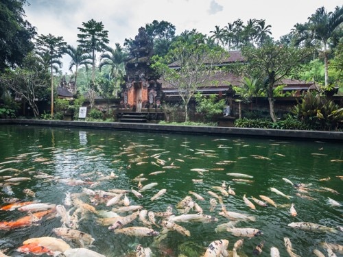 TIRTA EMPUL圣泉：巴厘岛的神圣净化池