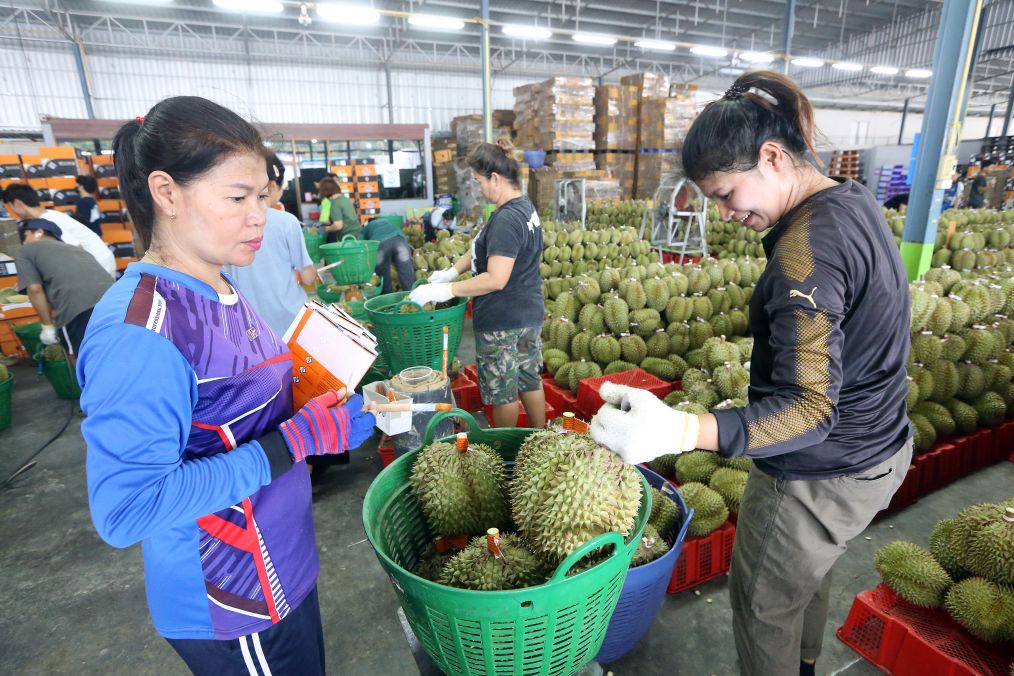 5月13日,在泰国庄他武里府一处榴莲处理中心,工作人员给榴莲称重。新华社发(拉亨摄)