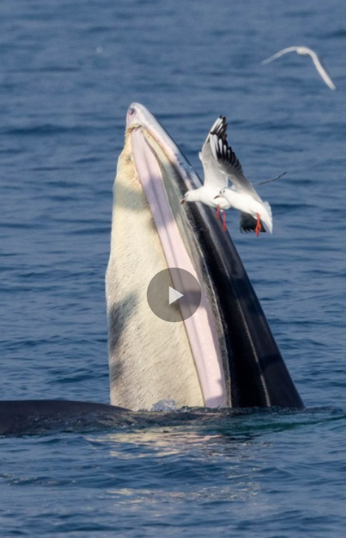 image_$1775118754538061349.png image.png